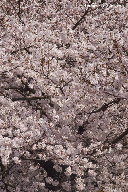 桜面